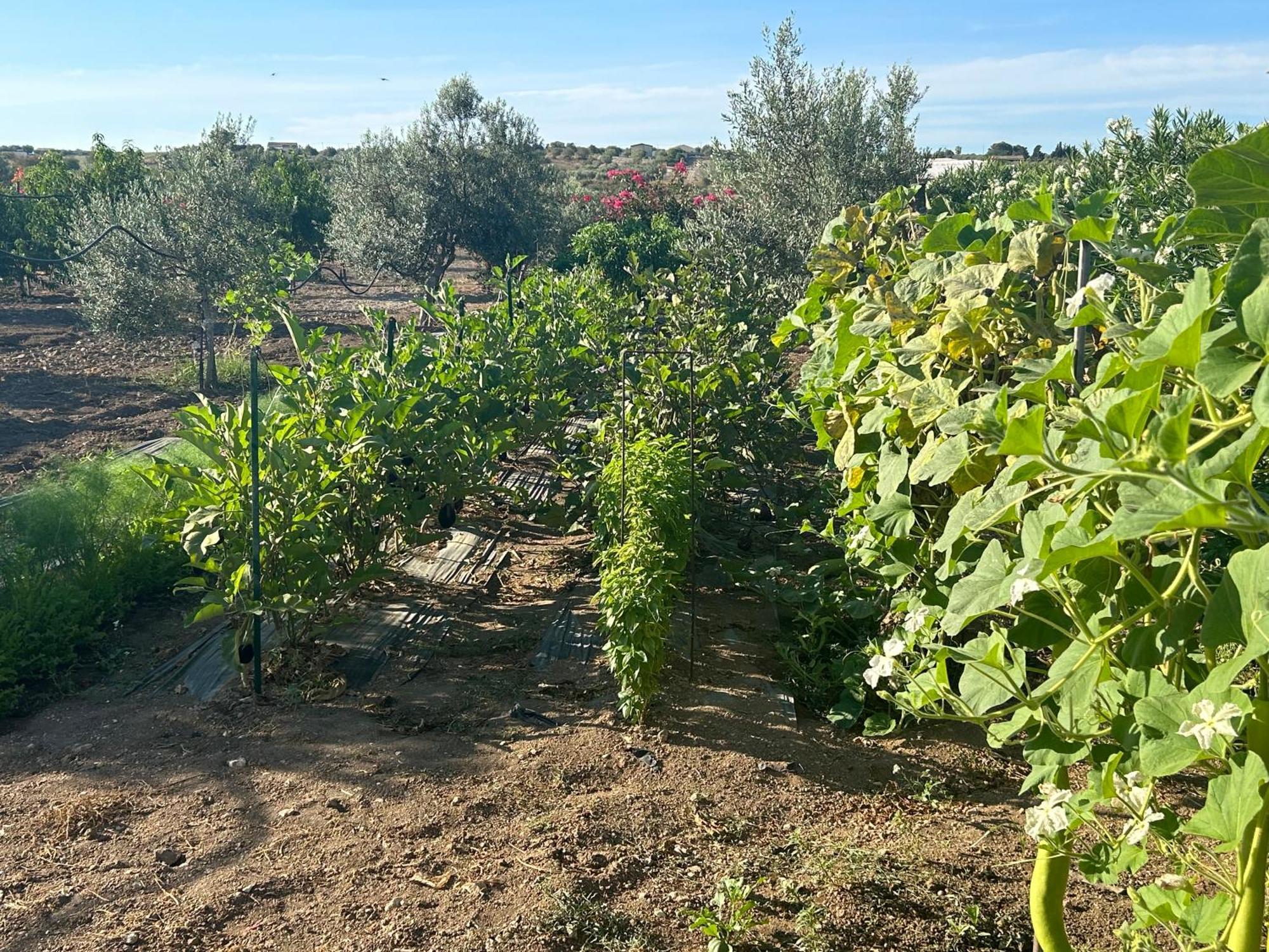 Baglio Il Gelso E L'Ulivo Appartamento Il Fico Noto Exterior photo